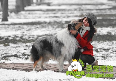 狗狗随行的训练方法