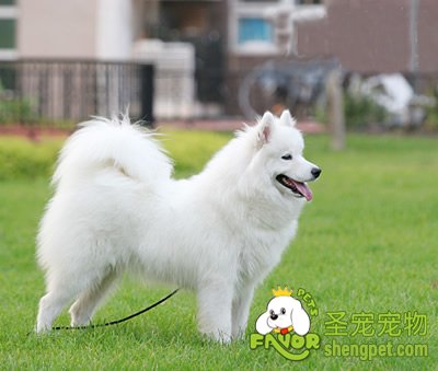 狗狗牵引绳的训练方法