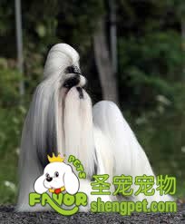 狗狗服从测试初级赛组别