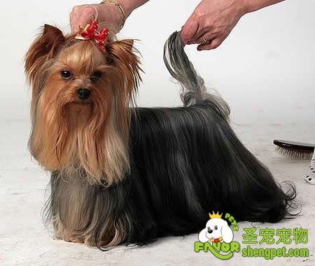 狗狗服从测试新秀组别