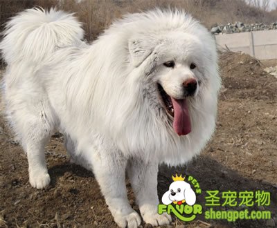 带狗出游爬山注意事项有哪些