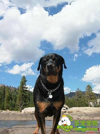 爱犬日常体育锻炼的要点