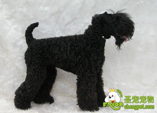 狗狗口炎、舌炎、齿龈炎病的诊断治疗