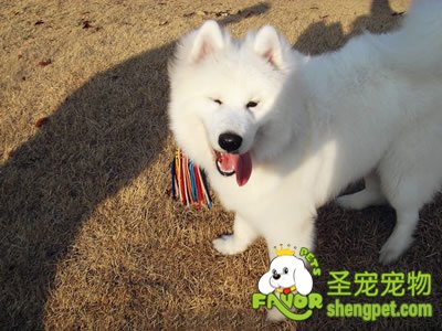 犬猫患病的十大特征