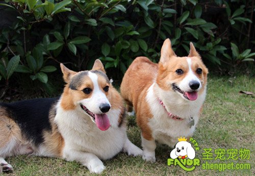 短毛柯基的赛前美容