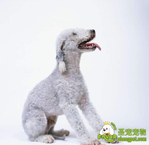 给狗狗美容的基本方法