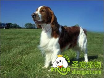 ����˹������Ȯ