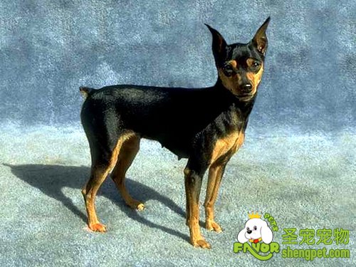 评审者观察方法--杜宾犬