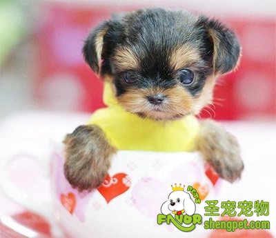 冬季，爱犬容易得哪几种疾病