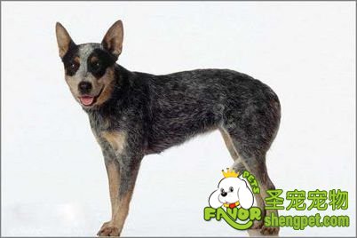 冬季爱犬的护理方法