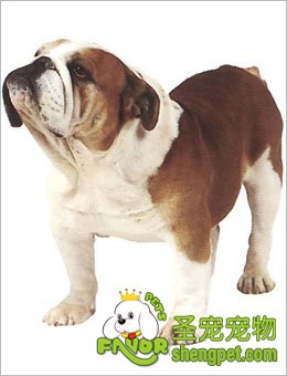 宠物需要悉心调教