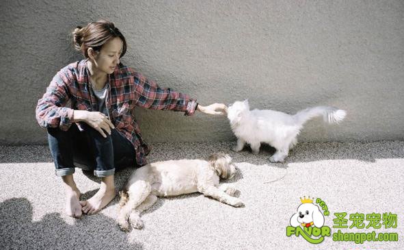 从其他方面训练狗狗