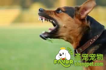 犬标准里的专业名词都是哪些