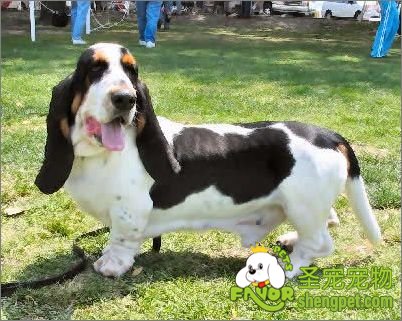 冬季要提高狗狗的抗寒能力的方法有哪些