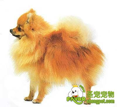 对狗狗的预防胜于纠正