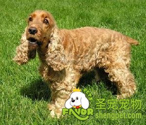 可卡猎鹬犬毛发的梳理方法