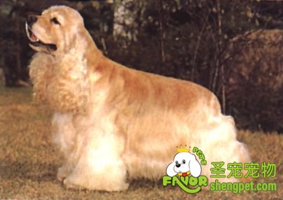 狗狗在春天的阳光下也需要防晒