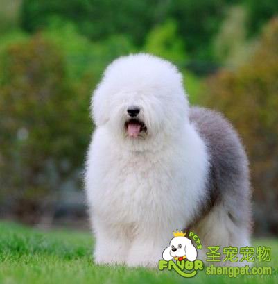 狗狗产前产后注意的问题