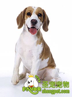 狗狗生产前的准备