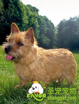 溶血性贫血疾病—后腔静脉综合征