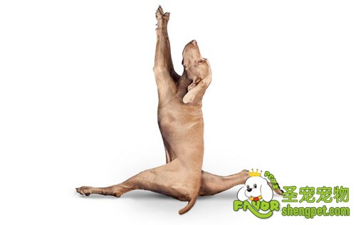 训练狗狗从而加深人与狗之间的关系