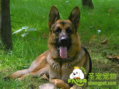 冬季母犬生产的注意事项