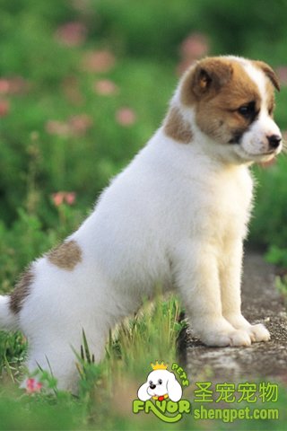 狗狗繁育知识讲解