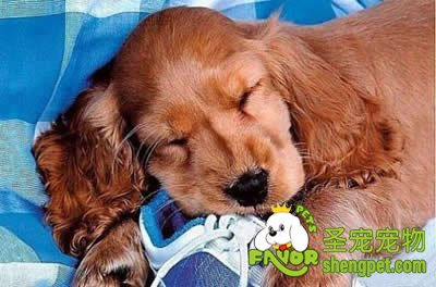 狗狗自身免疫性溶血性贫血