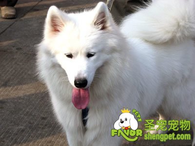 高温天气谨防宠物狂躁伤人