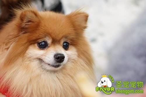 格雷犬的饲养护理方法