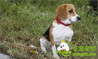 如何防治犬的牙周炎