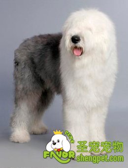 图解古英国牧羊犬标准