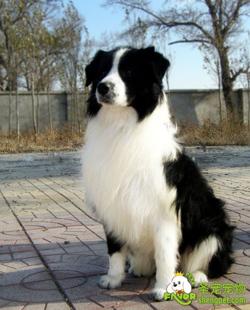 狗狗的性格会随着环境的变化而改变