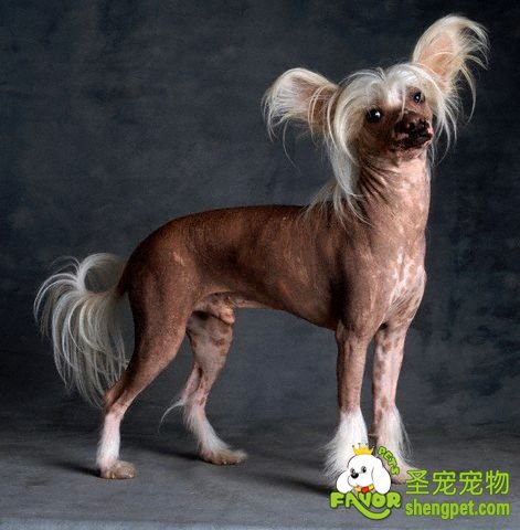 关于狗狗的牙齿问题你知道多少