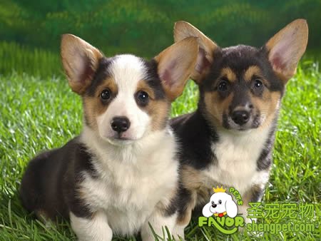 注意避免小狗的便秘问题