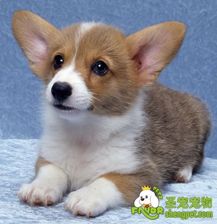 狗狗分娩前的准备有哪些