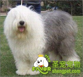 古代牧羊犬的美容方法