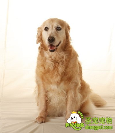 狗狗的疲劳信号