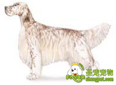 狗狗过冬的护理