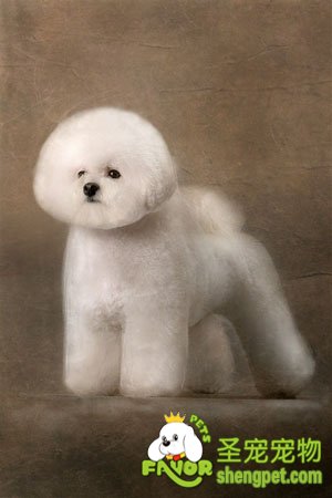 狗狗夏妆的评比