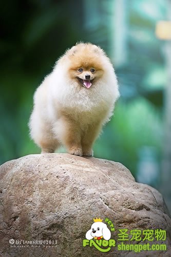 哈多丽博美犬的美容方法