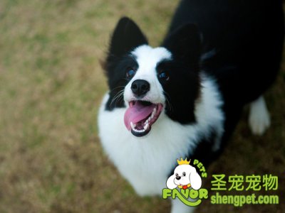 边境牧羊犬