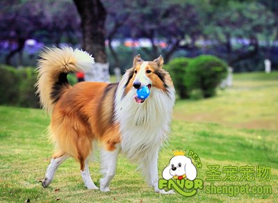 �ո�������Ȯ