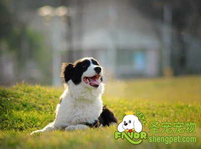边境牧羊犬