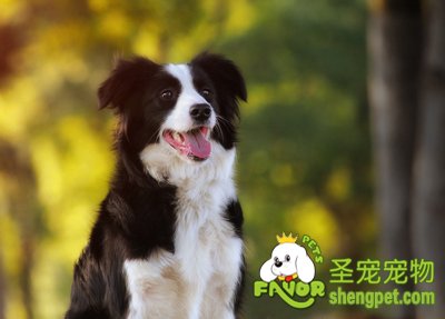 边境牧羊犬