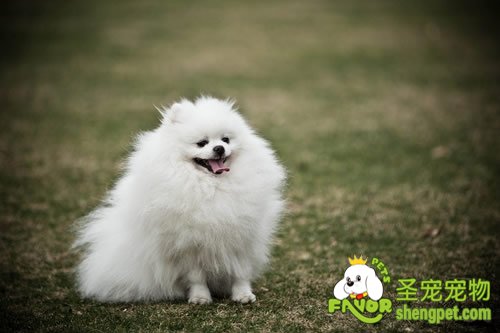 夏季狗狗疾病预防