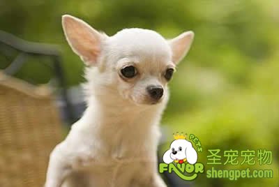 狗狗怀孕后多长时间会有怀孕的反应