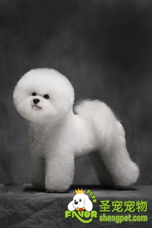 卷毛比雄犬的美容护理方法