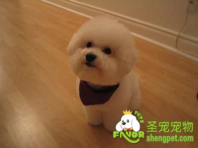 狗狗牙齿的护理方法