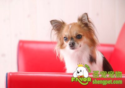 遇到狗狗怎做才不会被咬